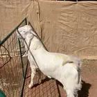 تيس ابيض ابرص مطور