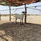 غنم للبيع مناتيج