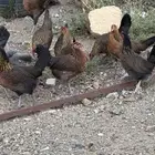 دجاج عربي