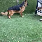 للبيع ذكر جيرمن شولاين مدرب