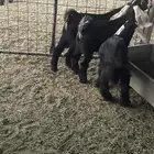 للبيع تيوس وجفار فل شحم