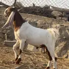 مشروع فحل تيس هولندي