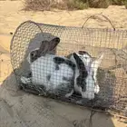 للبيع أرانب واحد ذكر واحد أنثى