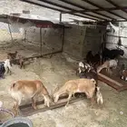 غنم مقنى
