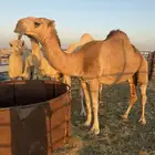 لقحه بكر حمراء