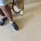 كلب لعوووب مره ونضيف