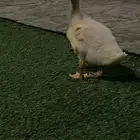 بطه