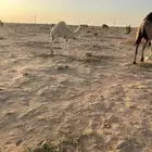 قعود 4شهور لباني