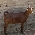 معز محايليه