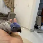 لوري فرخ رد كولارد