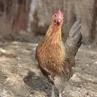 بيض دجاج( عربي أصيل)
