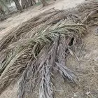سعف نخيل