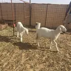 خرفان حريات تم البيع الله يبارك له