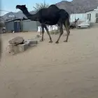 لقحه مجهم كفوو