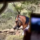 مطلوب حصان ركوب طرب قطعه فاخره جدا