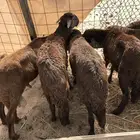 طليان سواكني ضحايا