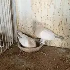 حمام تركي فاخر