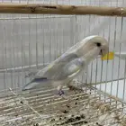 روز ذكر سبب البيع موت النفيه صحه ونضافه على السوم
