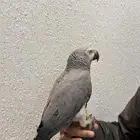 كاسكو هدد