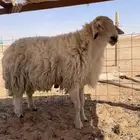 للبيع فحل مهجن بين حري ونعيمي