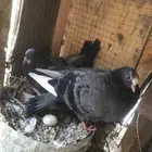 صنعاني اصيل وشيبه