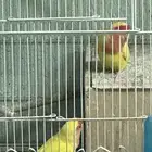 طيور روز