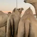 قعدان مرابي 5 شهور