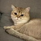 قطو سكوتش بريتش للتبني