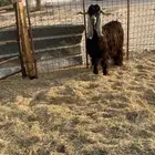 تيس فحل حار في القريع