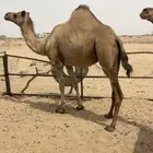 ابل سواحل