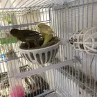 جوز كناري معه فرخين