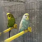 زوج بادجي للبيع