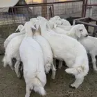 طليان وتيوس ذبائح نظيفه ع الشرط ( سلخ وتوصيل )