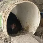 دجاج حضان