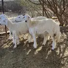 رخال مضاريع تم البيع