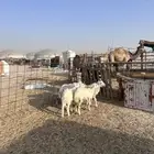 خرفان حريات