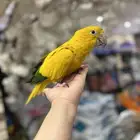 لاهل النوادر قولدن كنيور