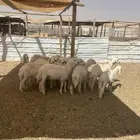 خرفان ورخال للبيع