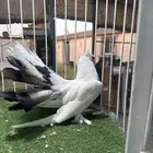 للبيع طبه رقصي