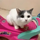 قط قطو بسه بس هر كديسه cat kitten للبيع