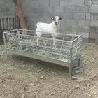 تيس بيشي فحل رباع