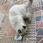 قط للبيع على السوم