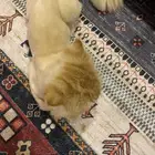 ذكر للتزاوج