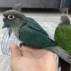 كنيور بلو تركواز  بيرلي