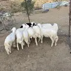 10 طليان