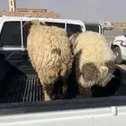 نعيمي