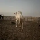 للبيع ناقه ضريبة