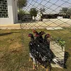 ديوك باكستاني