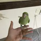 ببغاء دره هندي وقفص كبير