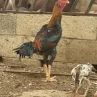 دجاج شامو ياباني